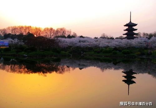 第一站：别去东湖樱园， 去马鞍山森林公园的“保密茶室”
