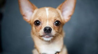 狗血喷头中的动物代表是什么生肖？