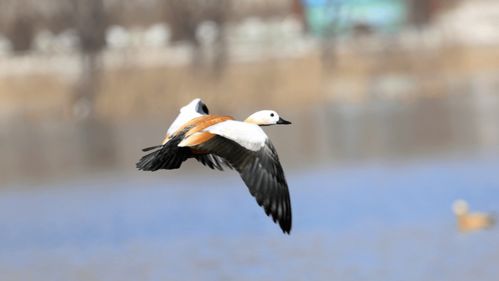 风暖日丽指的是哪个生肖动物？这个成语描述的是哪种生肖？