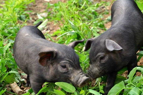 2007年出生的属猪女性在2026年每个月的运势如何？