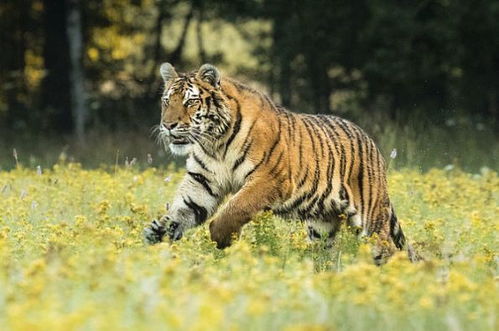 属虎男性在感情中是否重情重义且容易在情感上遭受损失？