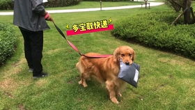 深度解析：属鸡者的命理特征与提车的特殊考量