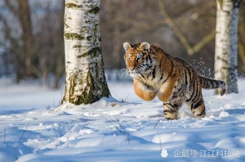 4.1 秋季肃杀景象对属虎人的影响