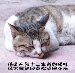 2.1 “昏暗”与“不祥”概念的渗透