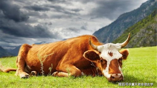 2026年属牛85年男性每月运势及运程具体如何？