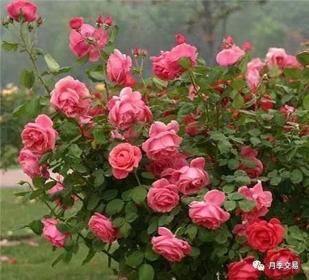 家里适合养月季花吗？从风水角度来说有什么讲究？