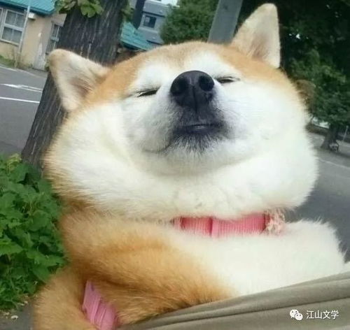 白云苍狗打一生肖，哪个生肖尾巴特长？