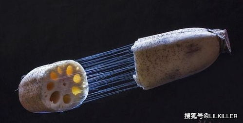 藕断丝连的生肖是哪个？有没有线索嫩揭开这个谜团？