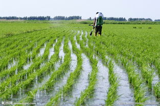 2. 种植时间的科学选择
