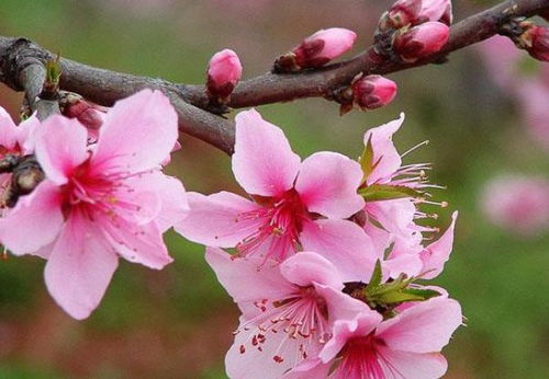 属兔人2026年桃花手机号如何改写才能吸引桃花？