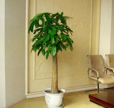 书房放树，考试作弊神器？