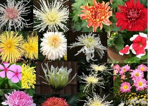 菊花是什么生肖，它又属于哪个生肖的范畴呢？