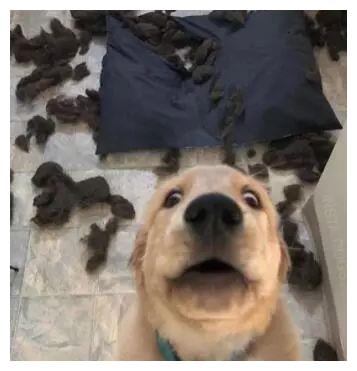 家里风水好到连狗狗都养不住，这是什么原因呢？