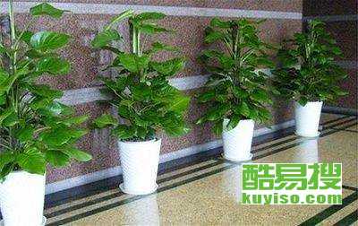 办公室摆放哪种水生植物更符合风水学？