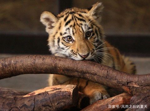 1986年属虎女2026年运势和感情运程会有哪些变化？