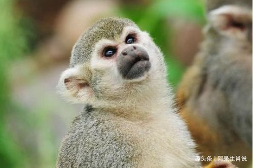 2026年属猴的人破太岁如何化解，属猴冲太岁具体是什么意思？