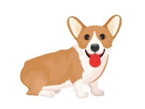 属狗人下半年财运偏好是什么，转运物件具体指什么？