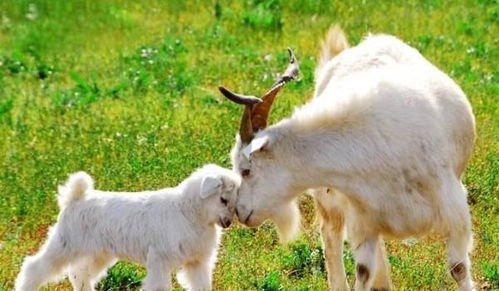 8．属羊者：温柔善良， 倾听他人助力减压