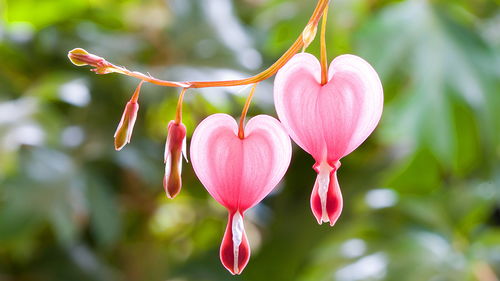 2026年属狗12月搬办公室吉日是哪天？6月搬家合适吗？