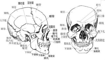 （一）天庭骨