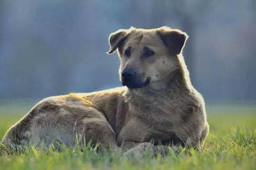 家里养几只狗最符合风水，能让流浪狗跟着我？