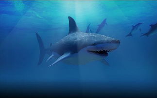 女人梦见成群的鲨鱼，这究竟是什么寓意呢？