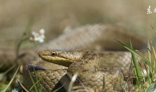 8月24日属蛇人的本命佛蛇究竟是指哪位神祇？
