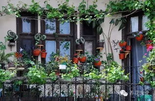 不同朝向阳台的花卉选择建议