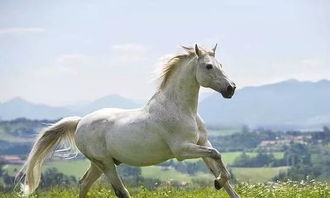 2026年属马人1月搬家吉日是哪几天？哪一天最适合搬家？