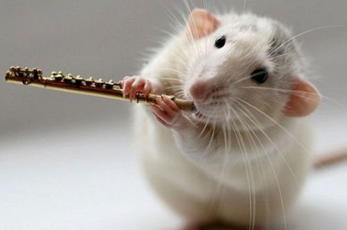 2026年4月29日出生属鼠的人4月财运如何，2026年1月16日出生属鼠的人1月运势怎样？