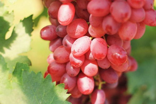 葡萄藤的寓意是什么它象征着什么深层含义？