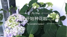 ：夏日意象与风水美学的辩证统一