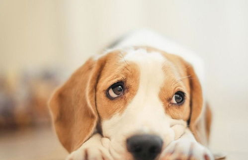 ：命理学视域下的“童子命”及其与犬类互动的异质性现象考辨