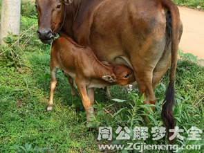 孕妇梦见母牛生牛犊的特殊意义