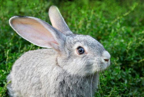 属兔和属鼠的结合，鼠年宝宝一生的财运和子女属相有何关联？