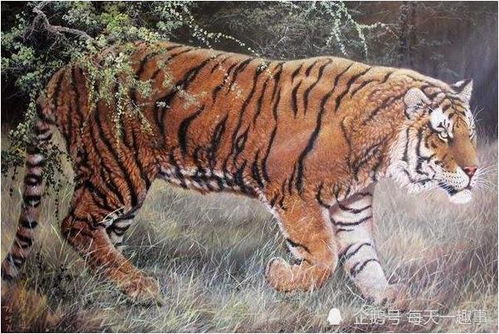 3. 生肖虎：勇猛果敢， 气势磅礴 (小心吓到别人)