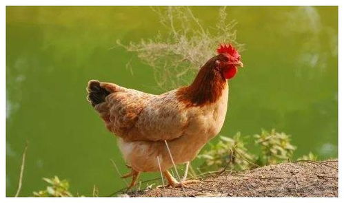 属鸡九月份出生的人是什么命？69年出生的属鸡人能活多久？