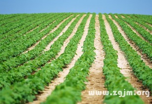 不同星座的蔬菜梦境！准到哭！