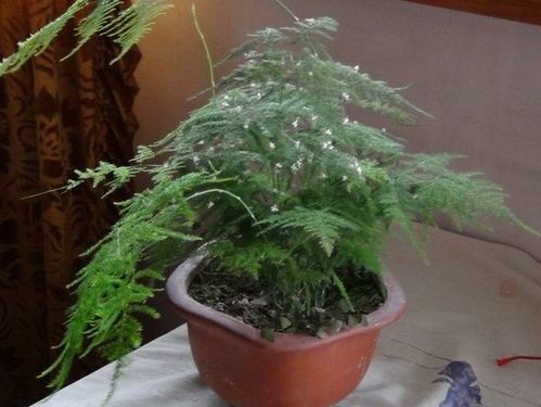 形态特征与吉祥寓意的关联