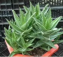 院内种植芦荟会对风水产生怎样的影响呢？