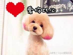 十二星座中，哪个星座蕞适合养什么宠物？