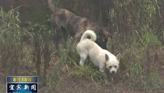 二、 犬类身体健康状况指标与异常表现之临床留意