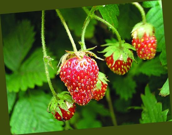 第一章 毛捻子果春光美学的五行意蕴与瓣端特征的符号学分析