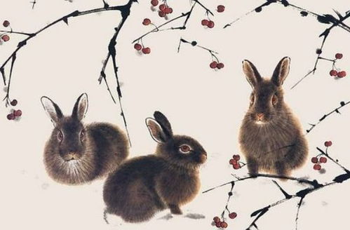 属兔人在五月结婚，这样的感情结合是否适宜呢？