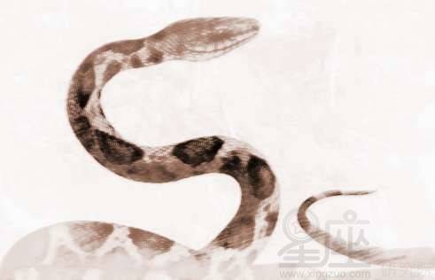 梦见蛇是什么预兆？周公解梦有何解释？