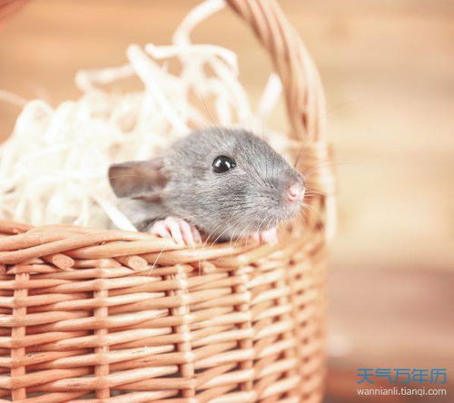 属鼠九月运势如何，具体运势意味着什么？