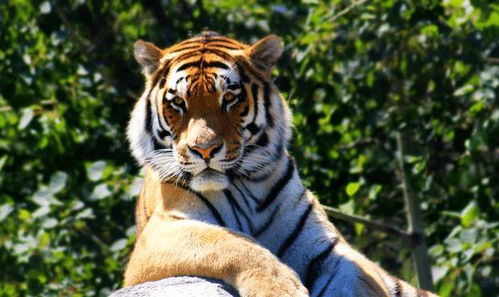 2026年属虎的人会遇到哪些吉星贵人？