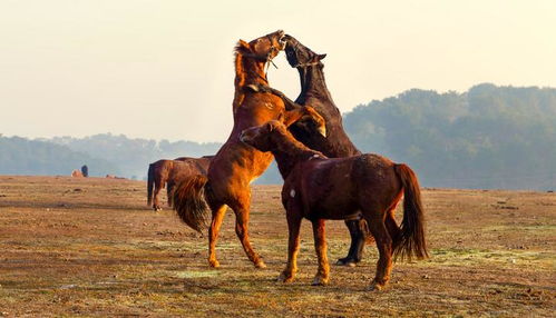 八字红马中最漂亮的马图片是哪一张？