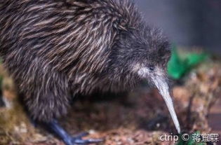 柳树对应的生肖年是什么？柳代表哪种生肖动物？