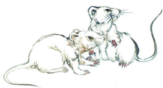 2026年哪些生肖运势最差，哪些生肖运势最旺？